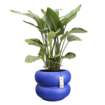 amber roll low 60 royalblau